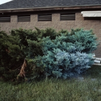31_03spraybush.jpg